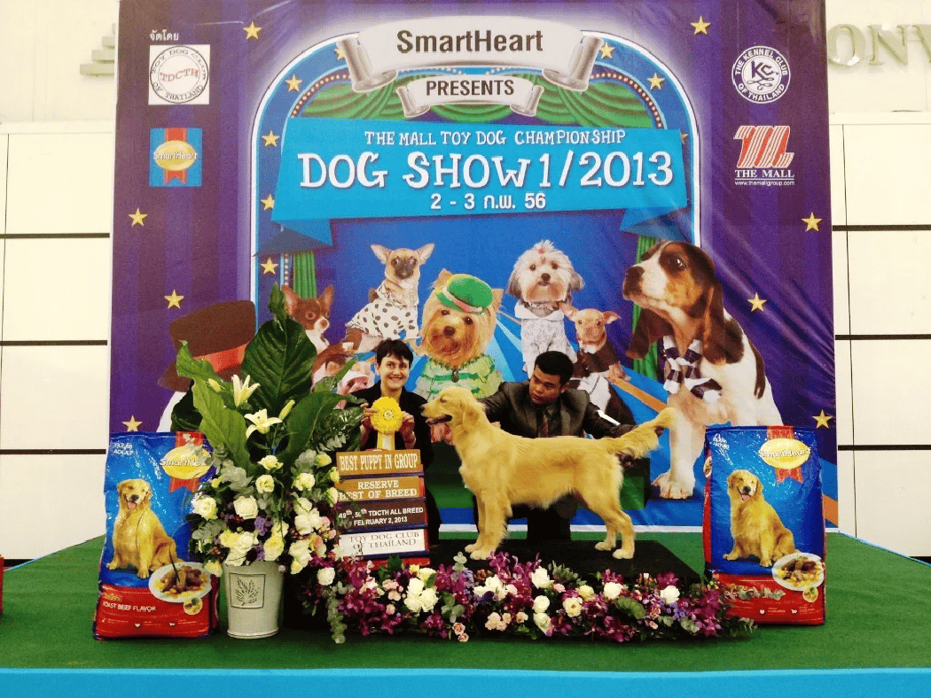 SmartHeart Presents The Mall Toy Dog Championship Dog Show 2013