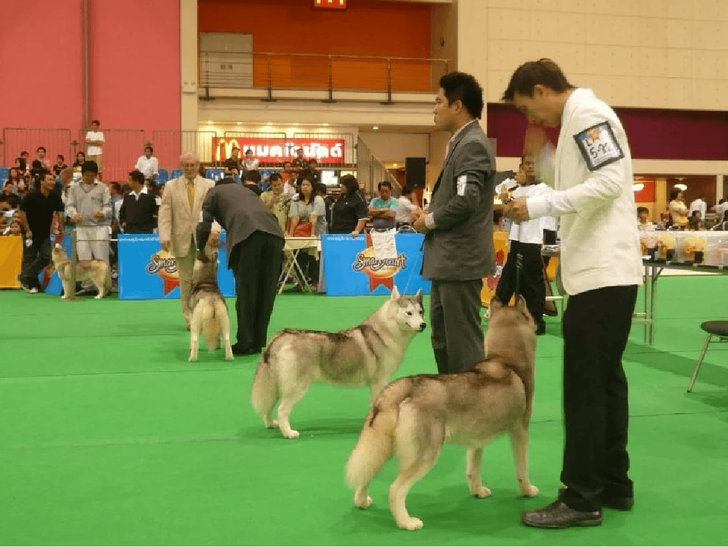 กิจกรรมการประกวดสุนัขในงาน SmartHeart Presents Thailand International Dog Show 2009