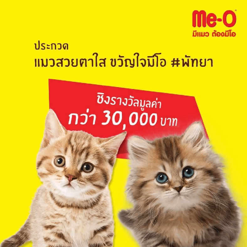 ประกวดแมวสวยตาใส ขวัญใจมีโอ #พัทยา